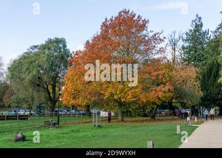 Colori autunnali nei giardini di Delapre Abbey, Northampton, Regno Unito Foto Stock