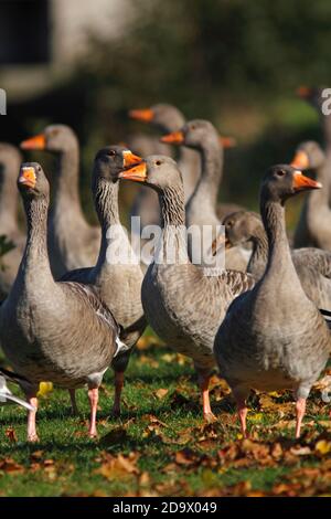 GREYLAG GOOSE (Anser anser) gregge camminare su una riva urbana del fiume, Scozia. Foto Stock