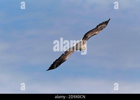 EAGLE DALLA CODA BIANCA o Aquila di mare (Haliaetus albicilla) in volo sopra Loch na Keal, Isola di Mull. Foto Stock