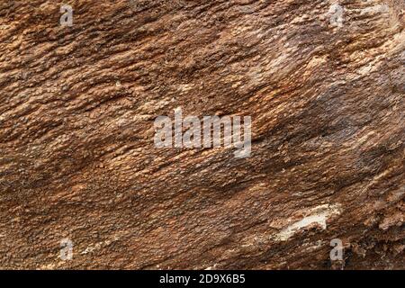 tessuto di legno marcio su vecchio log, sfondo naturale pronto per il tuo design Foto Stock