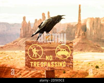 Primo piano di un corvo seduto su un cartello sullo sfondo di Oljato-Monument Valley in Arizona, USA Foto Stock