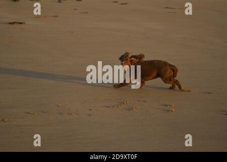 Cane che corre sulla spiaggia Foto Stock