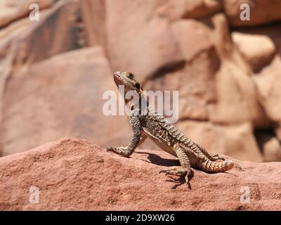 Con la stella agama (Stellagama stellio) conosciuta anche come stella lucertola o roccia rugosa agama sulla roccia a Wadi Rum, Giordania Foto Stock