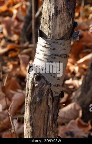 Albero di faggio americano danneggiato contro uno sfondo di caduta Foto Stock