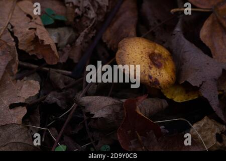 Primo piano del pavimento della foresta con foglie di caduta e. un grande fungo giallo Foto Stock