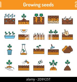 Insieme di icone delle linee di colore delle piante in crescita. Pittogrammi per pagina Web, app mobile, promo. Illustrazione Vettoriale