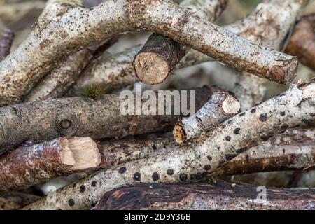 Tip Moth; Phalera bucephala; su pile di legno; UK Foto Stock