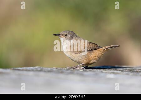 Cobbs Wren; Troglodytes cobbi; Isole Falkland Foto Stock