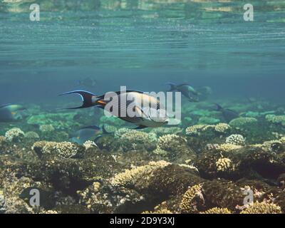Pesci Sohal surgeonfish che nuotano in acqua sopra la barriera corallina Foto Stock