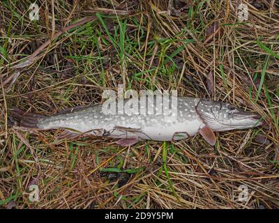 Pesca pescata, pesca, pesca Foto Stock