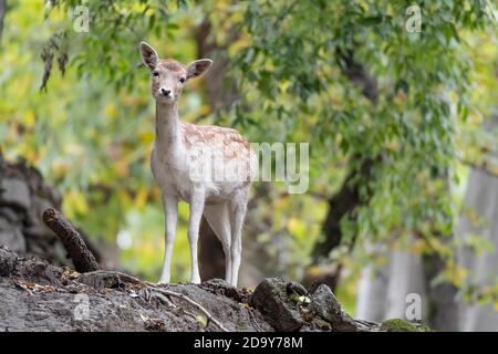 Bel ritratto di daino nella foresta d'autunno (Dama dama) Foto Stock