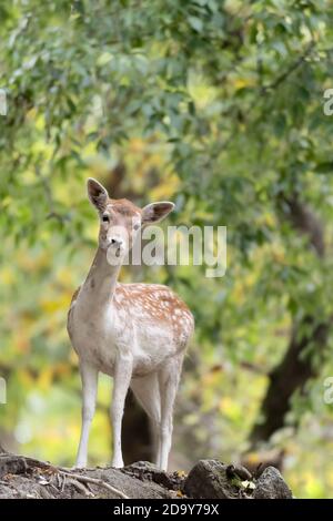 Bel ritratto di daino nella foresta d'autunno (Dama dama) Foto Stock