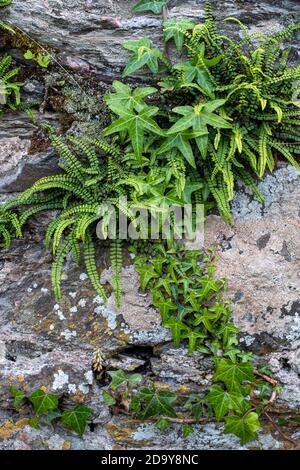 Asplenium trichmanes, Maidenhair Spleenwort e Ivy sulla vecchia parete di pietra fattoria Foto Stock