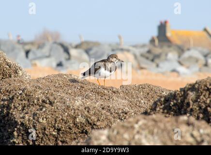 Una Turnstone (Arenaria interpres) in inverno precipita nutrirsi su barnacoli su rocce a bassa marea sulla spiaggia di Bulverhythe, East Sussex, Inghilterra, UK. Foto Stock