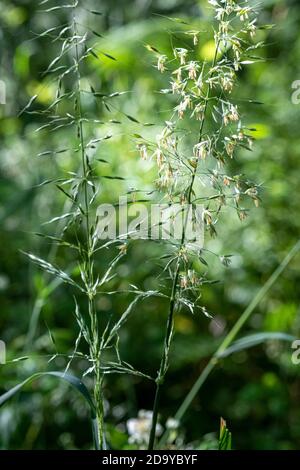 Falso OAT Grass, Arrenatherum elatius Foto Stock