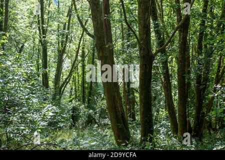 Boschi ombreggiati in estate, West Prawle Woods, South Devon Foto Stock