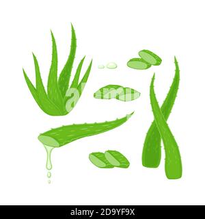 Set con Aloe vera pianta, foglie e diversi pezzi da taglio, succo gocce elementi vettoriale illustrazione isolato su sfondo bianco. Illustrazione Vettoriale