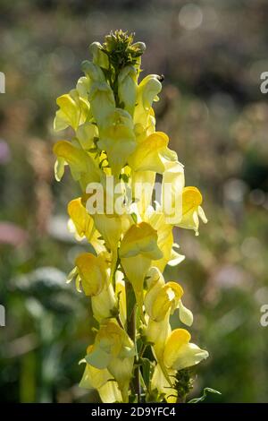 Comune toadflax, Linaria vulgaris Foto Stock