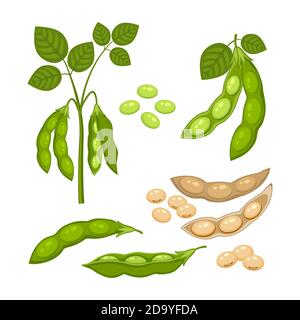 Set di piante di soia con cialde mature e foglie verdi, cialde intere e semiterrde e marroni secche Illustrazione Vettoriale