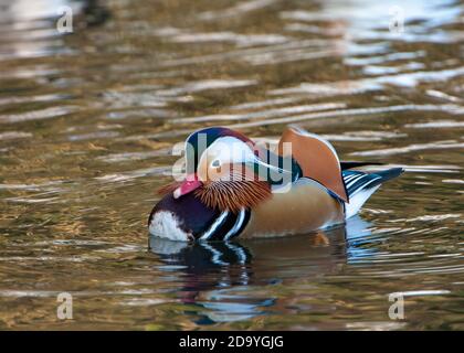 Anatra di mandarino nuoto su un lago Foto Stock