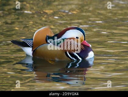 Anatra di mandarino nuoto su un lago Foto Stock