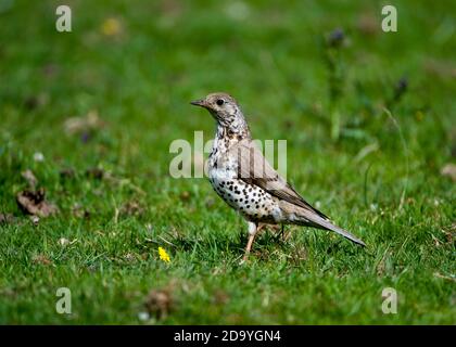 Mistle Thrush alla ricerca di vermi in un campo Foto Stock