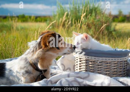 Il cane ha toccato il naso con un gattino in un cestino Foto Stock