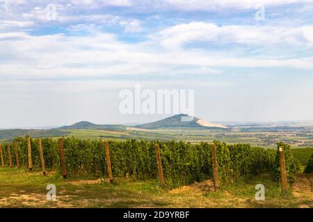 Vigneti vicino a Villany, Baranya, Ungheria meridionale Foto Stock