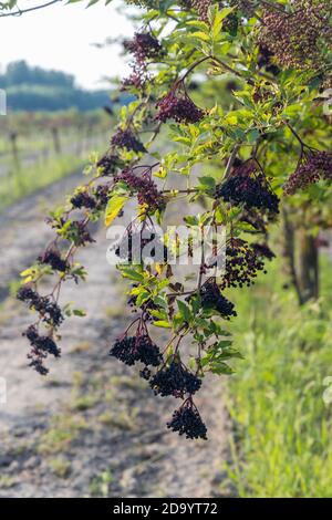 Il sambuco orchard in Ungheria centrale Foto Stock