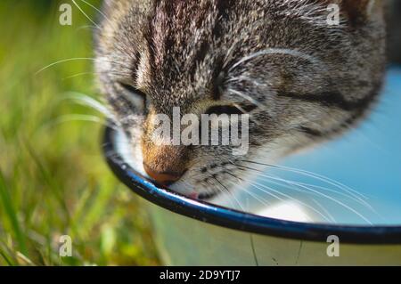 Closeup di un gatto tabby grigio carino che beve acqua da il recipiente Foto Stock