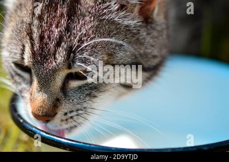 Closeup di un gatto tabby grigio carino che beve acqua da il recipiente Foto Stock