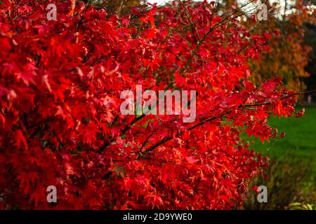 Osakazuki (acero giapponese o Acer palmatum) ad Alexandra Park, Hastings, durante l'autunno Foto Stock
