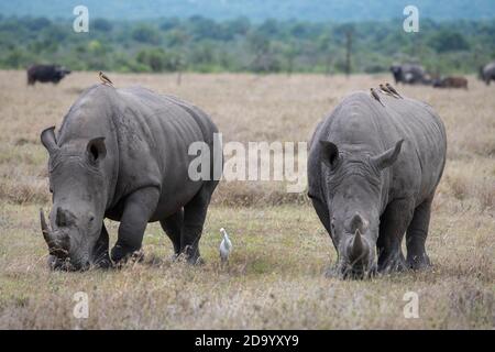 Africa, Kenya, Plateau di Laikipia, Conservatorio Ol Pejeta. Rinoceronte bianco meridionale (Ceratotherium simum simum) vicino a specie minacciate. Osspec. Con fatturazione rossa Foto Stock