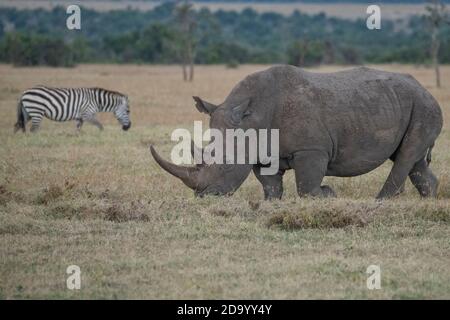 Africa, Kenya, Plateau di Laikipia, Conservatorio Ol Pejeta. Rinoceronte bianco meridionale (Ceratotherium simum simum) vicino a specie minacciate. Foto Stock