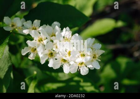 Primo piano di uccello ciliegio fiore. Prunus padus, conosciuto come hackberry, hagberry, o albero di Mayday. Messa a fuoco selettiva. Foto Stock