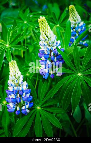 Tre fiori viola testa di Lupin Polyphyllus e foglie verdi, fuoco selettivo. Foto Stock