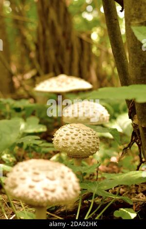 Una glade con un percorso di funghi chiari e scalosi in estate. Foto Stock