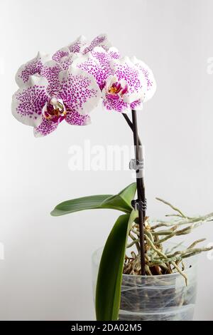 Orchidea bianca (Orchidacee) con macchie viola nella pentola Foto Stock