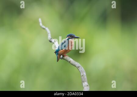 Kingfisher presso la riserva naturale High Batt vicino a Ripon, North Yorkshire Foto Stock