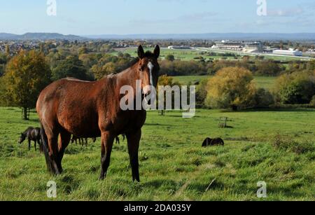 Cavalli in un campo su Cleeve Hill che domina Cheltenham Racecourse (Prestbury Park), Gloucestershire Foto Stock