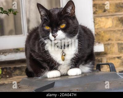 Primo piano di un gatto bianco e nero che indossa un colletto seduto con gli occhi gialli Foto Stock