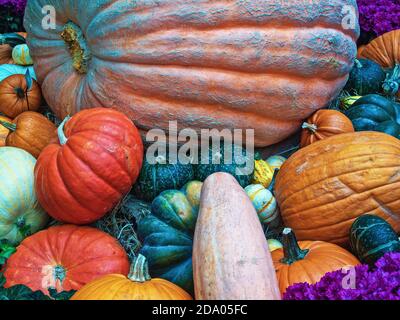 Varietà di zucche e zucche Foto Stock