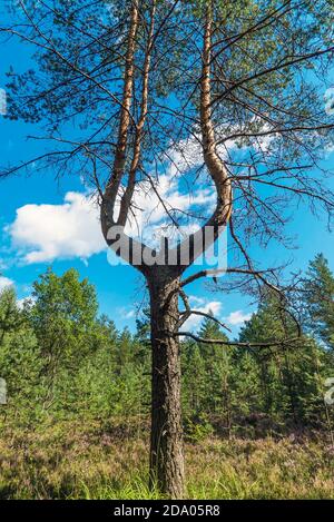 Pino con tronco a forcella in un giorno estivo soleggiato . Regione di Leningrad. Foto Stock