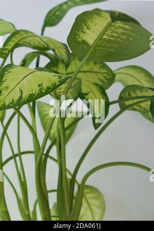 Home piante ornamentali verde, dieffenbachia fiore, Foto Stock