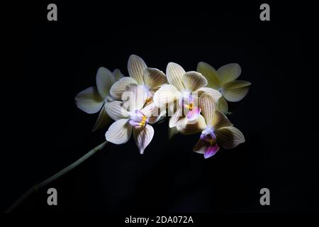 Orchidea gialla delle pale fiorita su sfondo nero Foto Stock