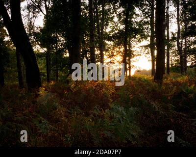 Tramonto sulla foresta di Thetford, Norfolk, Regno Unito Foto Stock