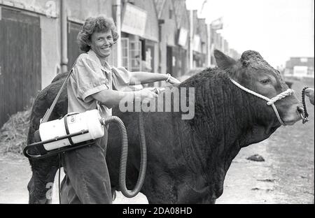 Una donna contadina che lava o spaying il suo toro, Yorkshire, Inghilterra, Regno Unito, anni 80, in preparazione per la sua parata in un anello in una fiera della contea. Foto Stock