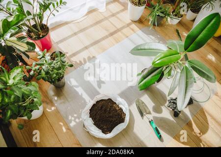 pronto per il trapianto di piante fiori domestici Foto Stock