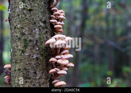 Gli agarici di miele crescono nella foresta su un albero Foto Stock