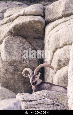 P. n. de Gredos, Spagna. Capra di montagna selvatica maschile con corna grandi che riposano su una roccia. Foto Stock